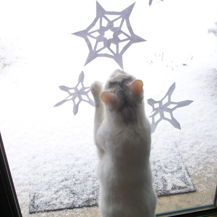 Snowflakes and cat in door