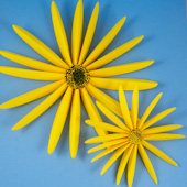 Click to see Paper Sunflowers craft project
