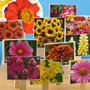 Seed Catalog Garden craft project