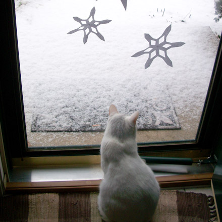 Snowflakes hanging on storm door.