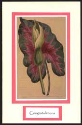 Greeting card with matted botanical drawing